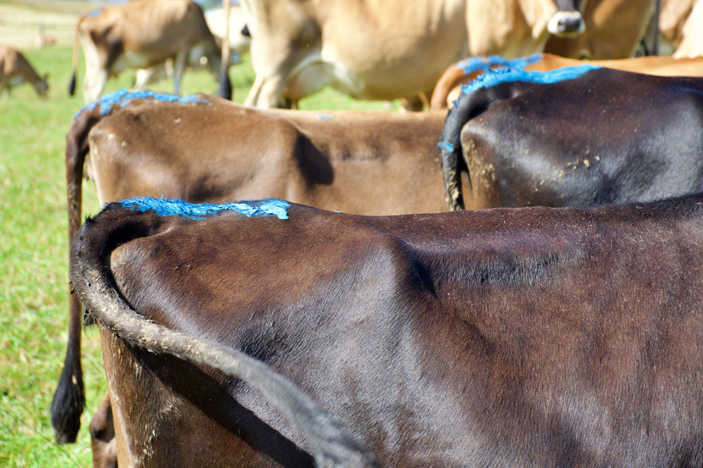 PBEX-AG-Technology-products-Amimal-markers